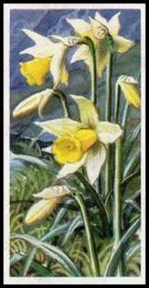 4 Daffodil